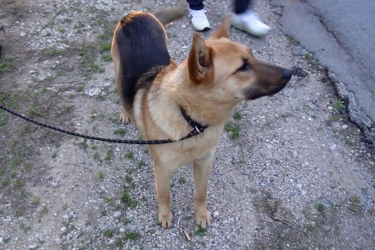 German Shepherd dog abandoned in Texas