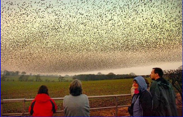 Birds Air Show in Scotland..