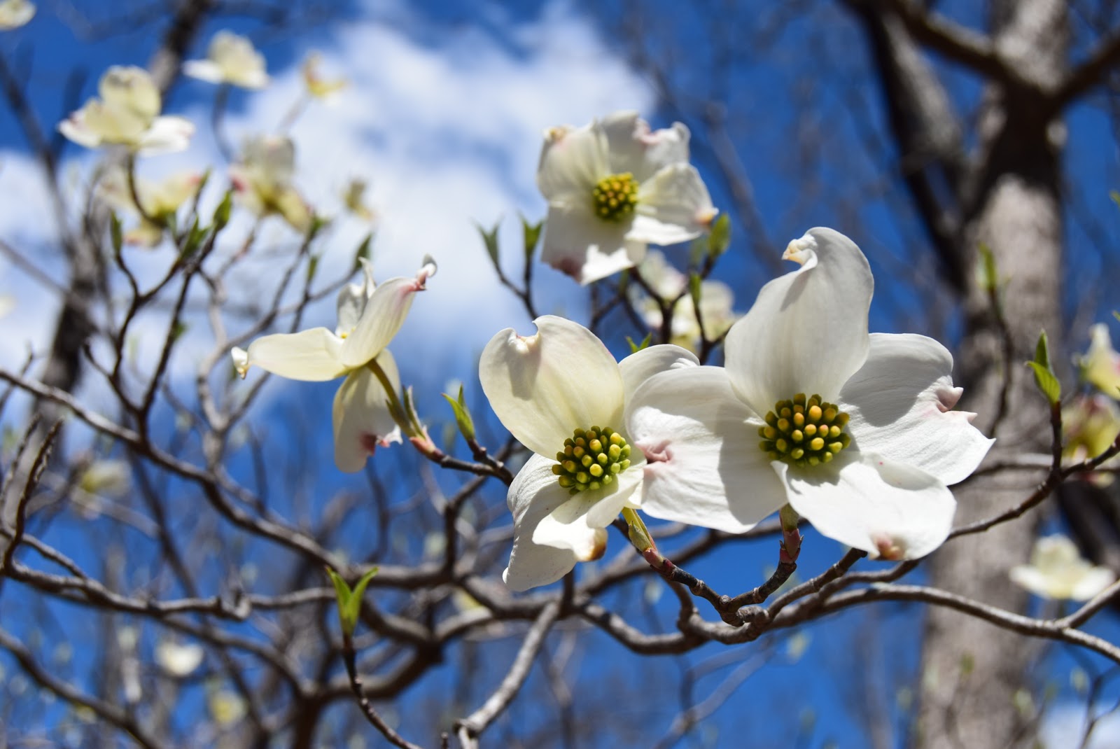 Spring is Blooming at Thunder Mountain Park
