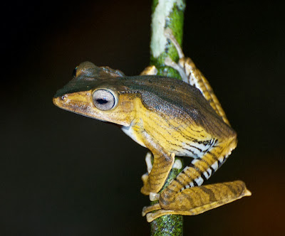 File-eared Tree Frog (Polypedates otilophus)