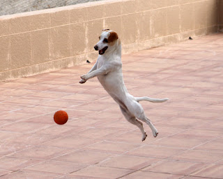 So happy playing with her ball