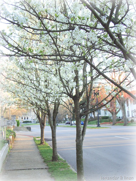 pictures of flowering trees 054