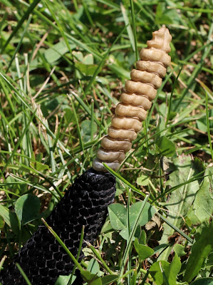 Ohio Birds and Biodiversity: Timber Rattlesnake, Crotalus 