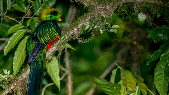 Quetzal