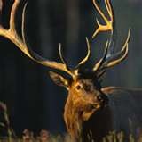 Elk andouiller