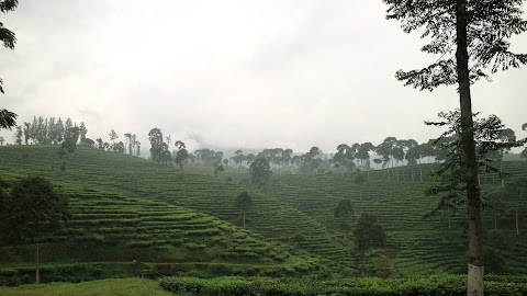 Kesegaran Kebun Teh dan Hutan Pinus Kabupaten Batang