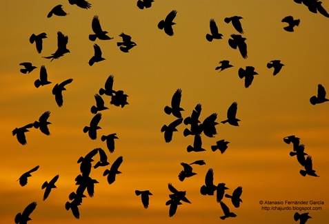 Copy of DSC_6041