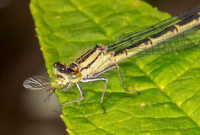 Common Blue Damselfly, Enallagma cyathigerum.  Female, with prey.  Sevenoaks Wildlife Reserve, walk with a warden (Susanna Clerici), 1 June 2014.