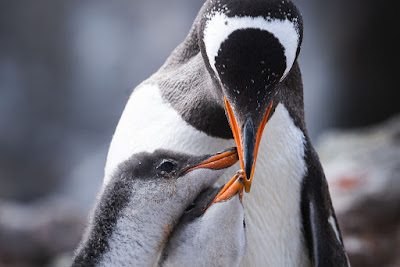 Penguin 7