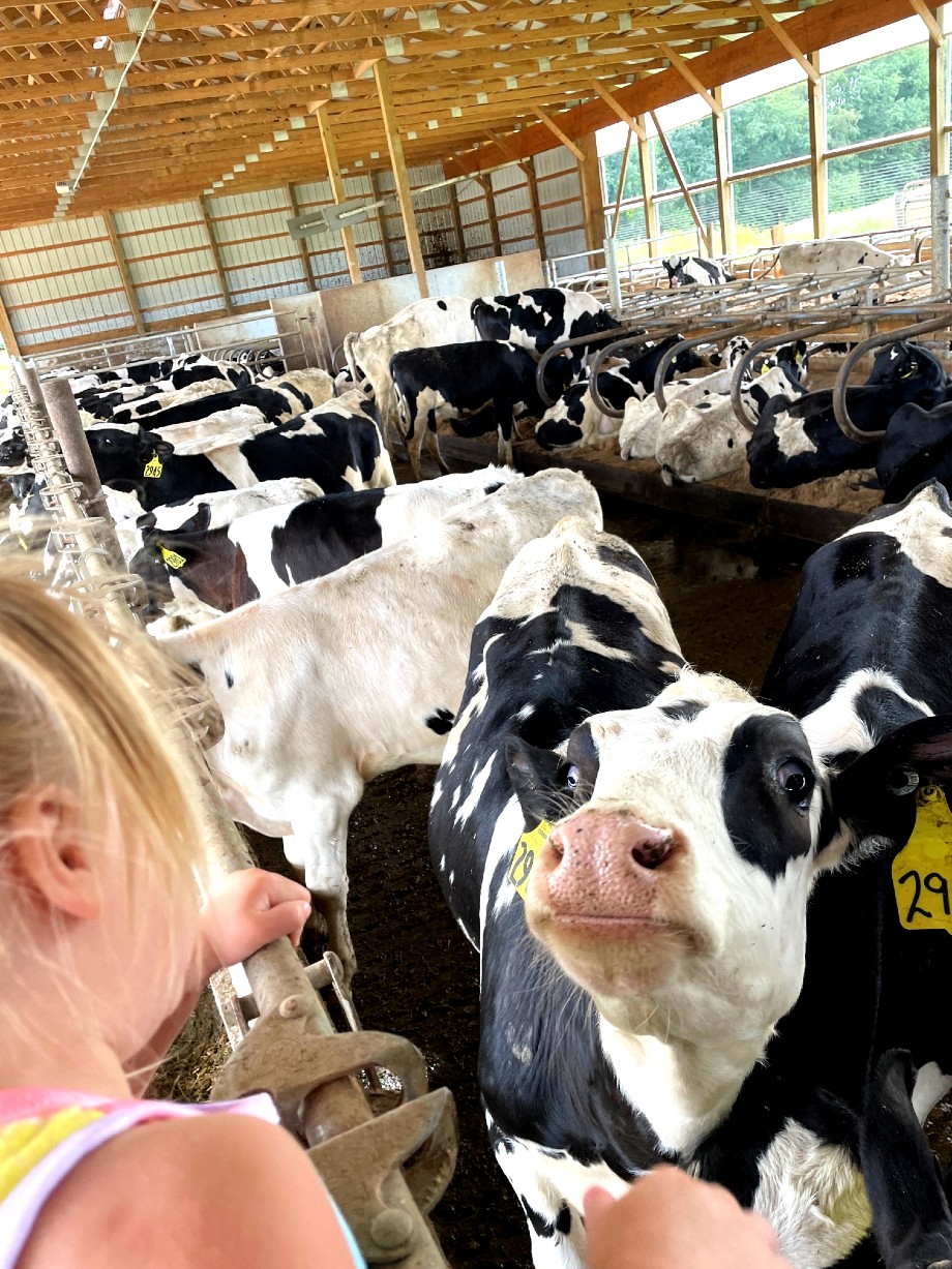 Behind the Scenes at a Dairy Farm | The Nutritionist Reviews