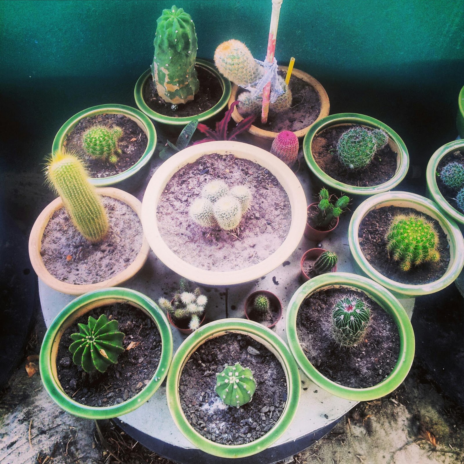 Cerita Yna Koleksi Gambar  Kaktus 