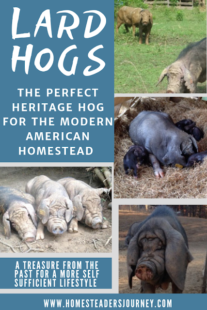 Heritage Lard Hogs and their role on the modern homestead for a more self sufficient lifestyle! #homesteader #heritagepork #pasturedpork 