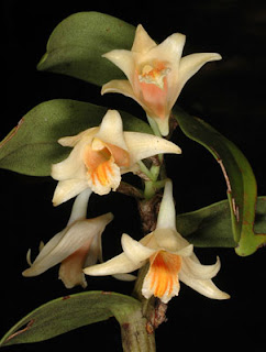 Dendrobium singkawangense, Cymbidium finlaysonianum, Coelogyne Pandurata, Coelogyne speciosa, Orchid Coelogyne celebensis, Sang Diva, Si Kupu-Kupu Rawa, Vanda limbata, Vanda metusalae, Vanda insignis, Vanda celebica, Anggrek cantik, langka, Tanaman Indah