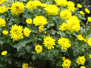 All the gardening books are adamant,Chrysanthemum cuttings ..?