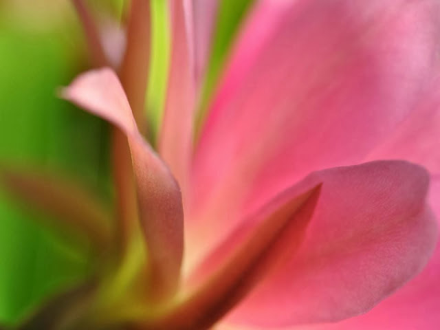 macro detail of pink flower