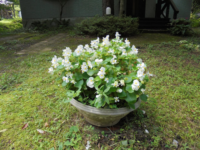 別荘の美しい花生け