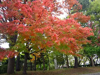 ナナカマドの鮮やかな紅葉