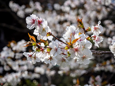 Someiyoshino-zakura (Prunus yedoensis) flowers: Eisho-ji