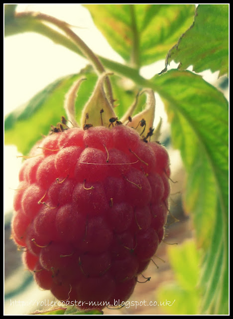 ripe raspberry