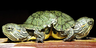 Tartaruga-tigre, seu nome deve-se ao padrão colorido, em listras amareladas e alaranjadas. Os filhotes nascem pesando 11 gramas e 3,5 cm de carapaça. Podem viver até 100 anos. É aquática e onívora, vive em zonas de pântanos, banhados, lagos, riachos e rios. Pode ser encontrada no Brasil, Uruguai e Argentina. 