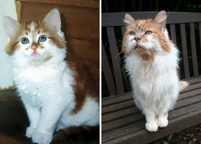 Touching Pictures Of Cat Celebrating His 30th Birthday