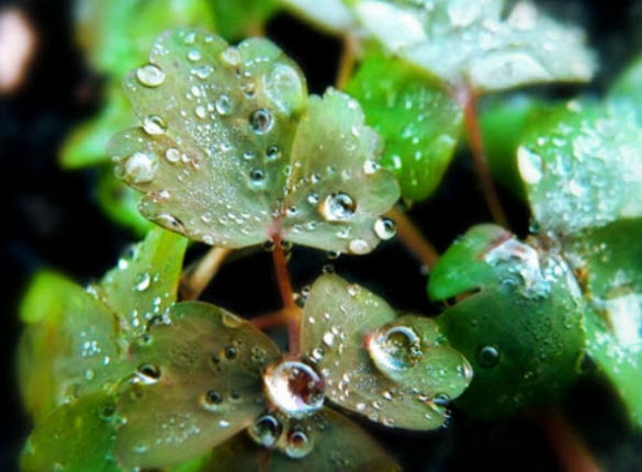 Beautiful Examples of DEW DROPs Photography