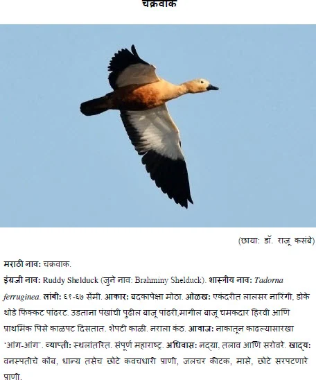 Ruddy Shelduck - chakrawak bird information