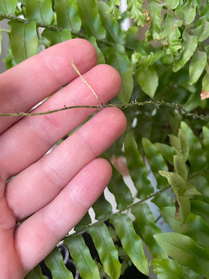 A closeup shows a delicate, tightly rolled grey-green leaf extending from one of the skinny green, slightly not naked shoots. My hand between the new leaf and the rest of the fern creates contrast.