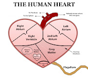 A Heart to Heart (heart diagram)