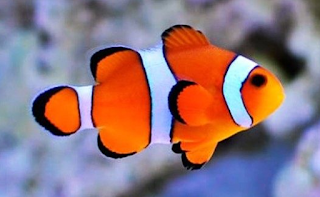 Clown Fish