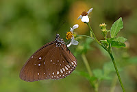 Euploea modesta