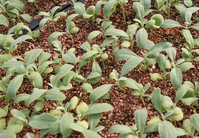 ストックの花が八重咲きか一重か 双葉で見分ける技