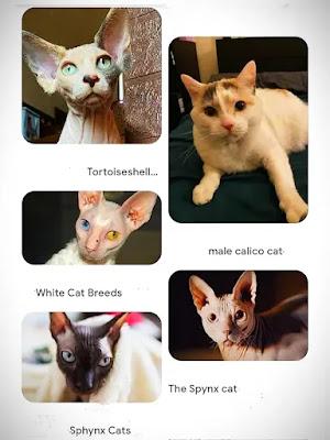 5 white hairless tortoiseshell cats have white eyes female white face: