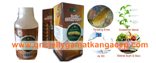 Hewan Laut Yang Digunakan Sebagai Bahan Obat QNC JELLY GAMAT