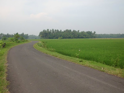 Pemandangan Sawah Menuju Pantai Kuwaru Bantul