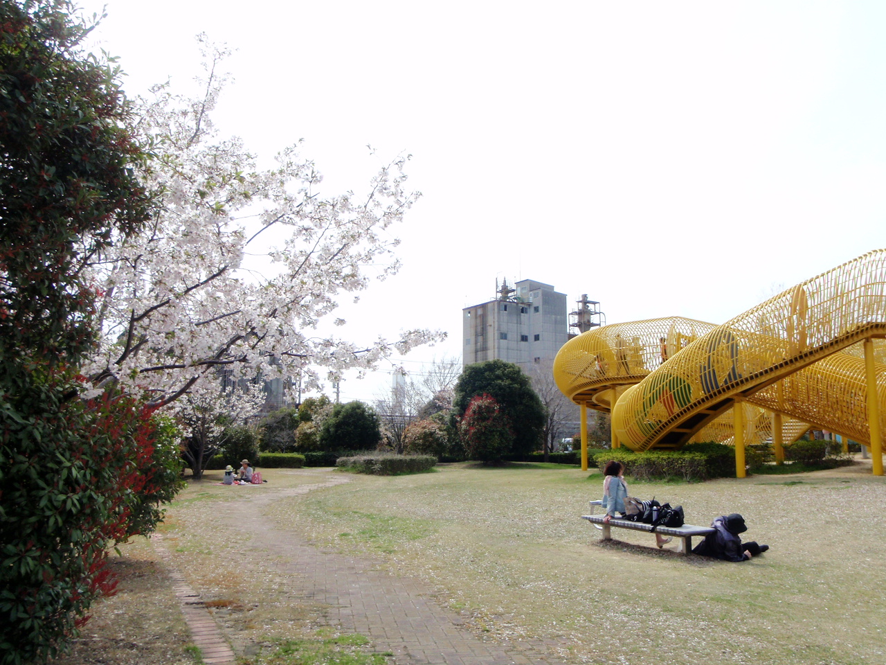 四日市港かわらばん 桜情報 シドニー港公園