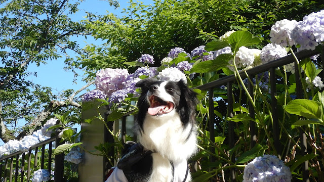 保護犬 ボーダーコリー トーマ 鎌倉 成就院 あじさい