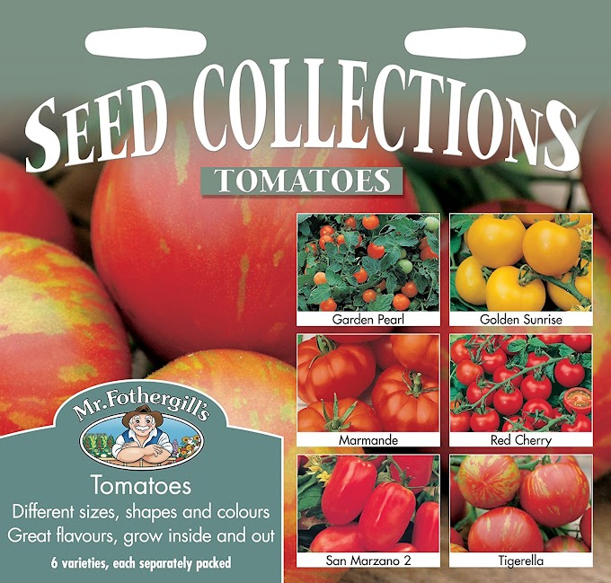 Tomato Seeds