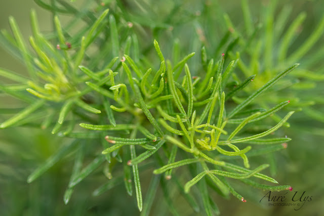 Macro Photography