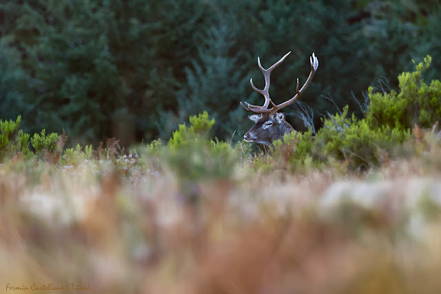 Ciervo ibérico (Cervus elaphus)