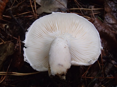 Twardziak tygrysi, twardziak tygrysowy, Lentinus tigrinus