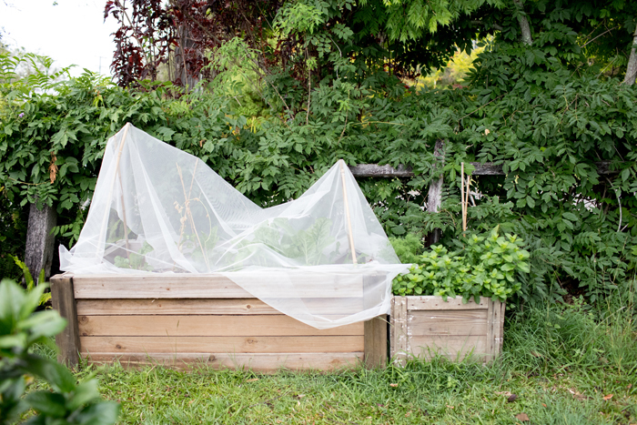 veggie bed