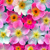 Pretty Flowers Wallpaper 5550131