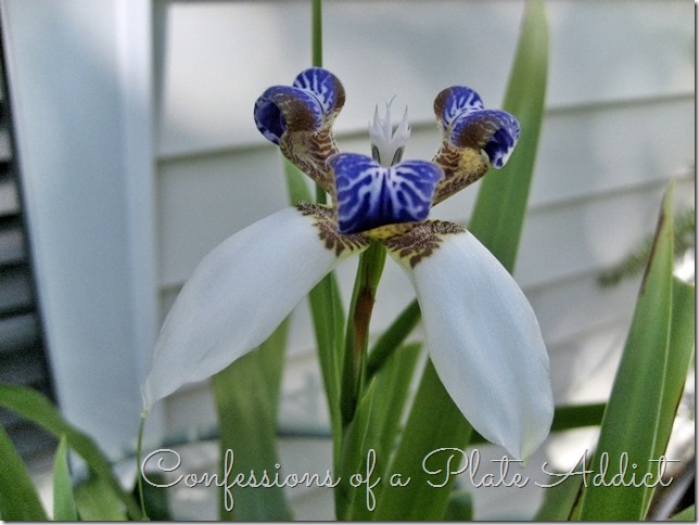 CONFESSIONS OF A PLATE ADDICT Walking Iris in Bloom CONFESSIONS OF A PLATE ADDICT Walking Iris in Bloom