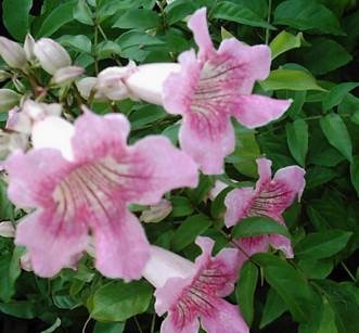 clip_image002