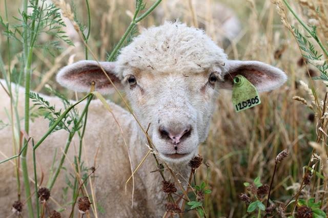 Grass-fed lamb in our pasture