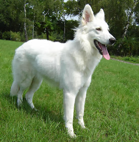 Beautiful Dog