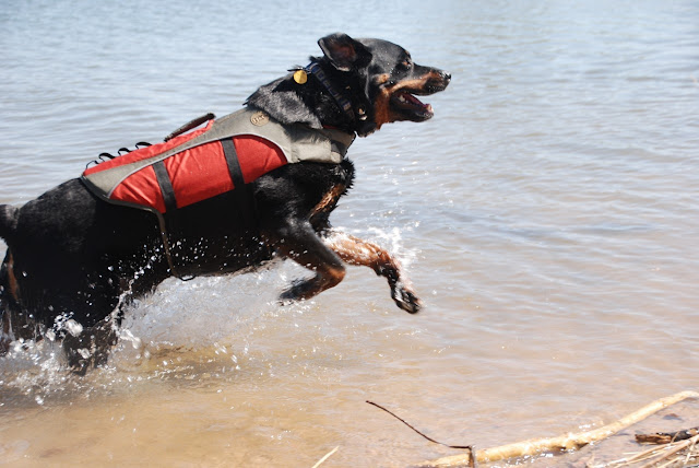 Dog life vest in red by henry and clemmies