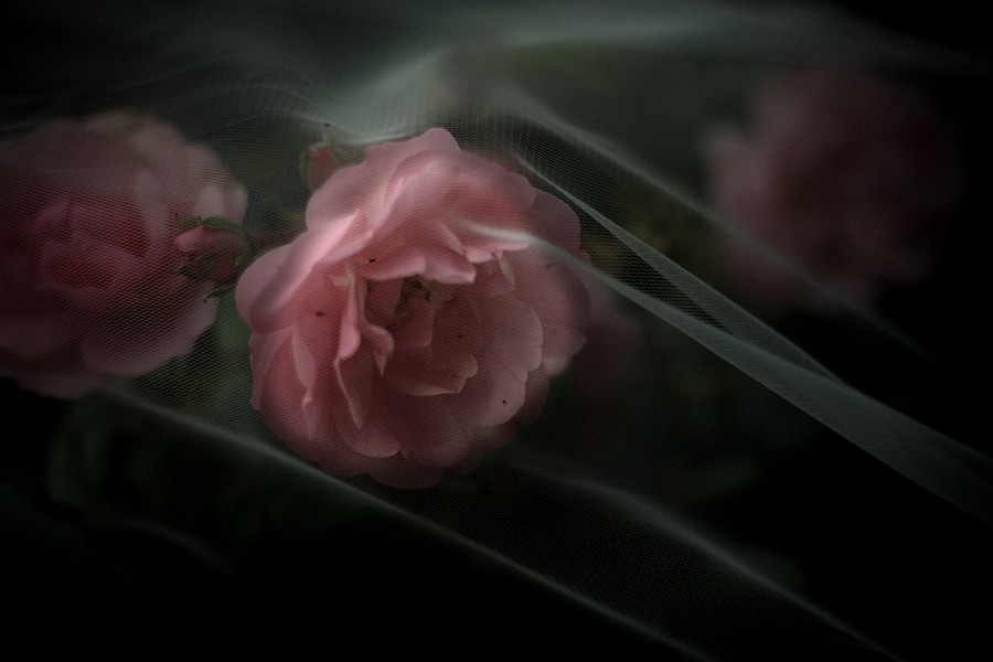 veiled rose by alexandra king fine art photography