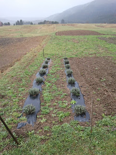 Lavandula officinalis, sinonimi su Lavandula angustifolia,Lavandula vera